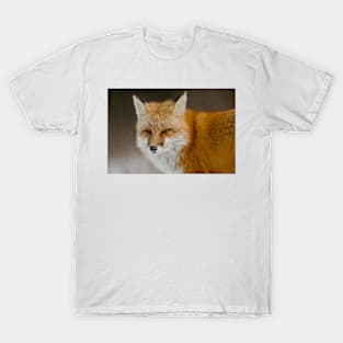 Red Fox T-Shirt